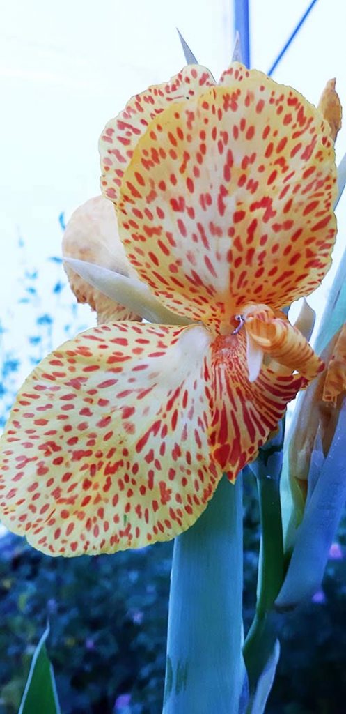 Canna_en_avant