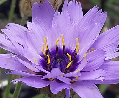 Catananche_caerulea_fleur