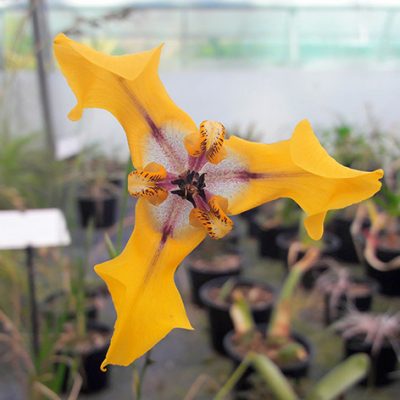 Cypella_herbertii