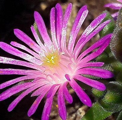 Delosperma_aberdeenense