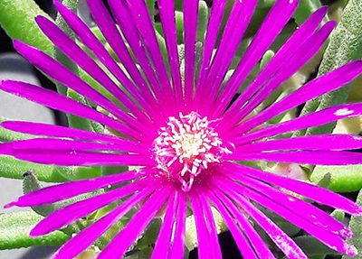 Delosperma_cooperi_fleur