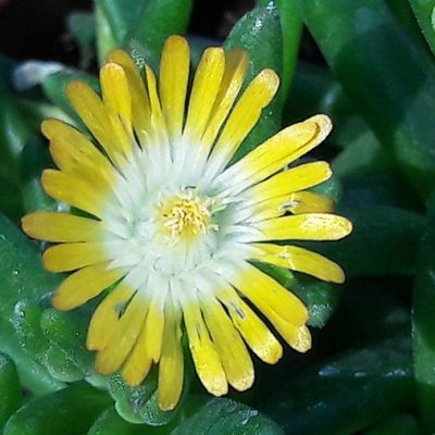 Delosperma_jaune_coeur_blanc