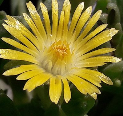 Delosperma_nubigenum