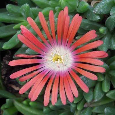 Delosperma_red_mountain_fleur