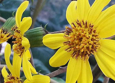 Farfugium_japonicum_fleurs