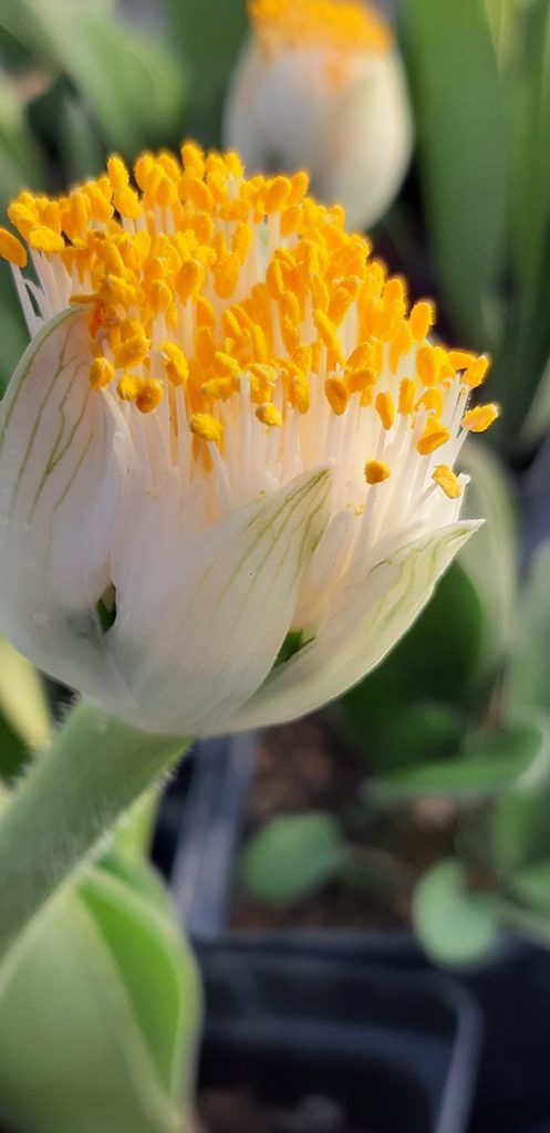 Haemanthus_albiflos