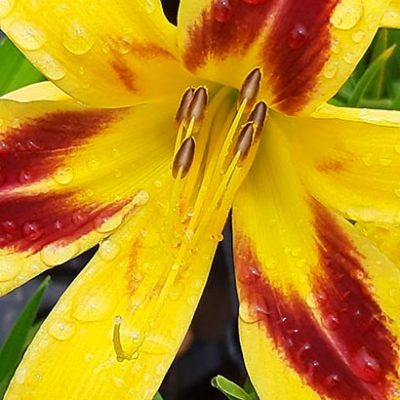 Hemerocallis_Mikado