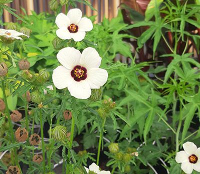 Hibiscus_trionum
