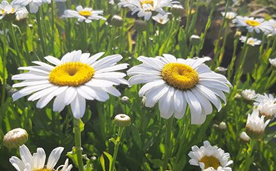 Leucanthemum_maximum_snow_lady