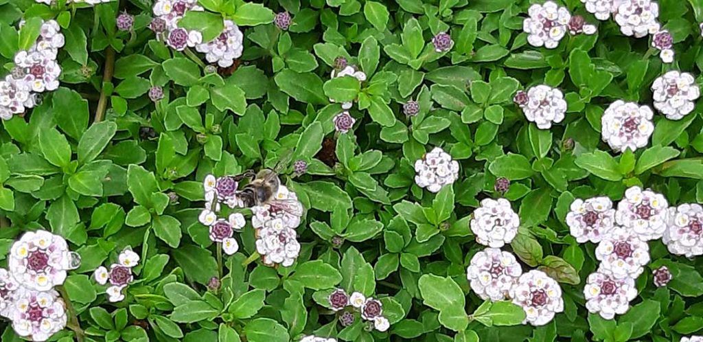Lippia_nodiflora