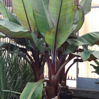 Musa_ventricosum_maurellii_gros_sujet