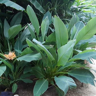 Musella_lasiocarpa