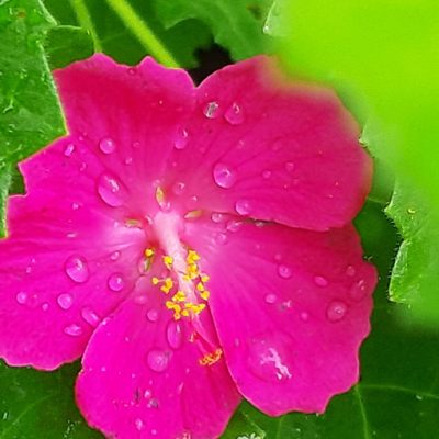 Pavonia_lasiopetala