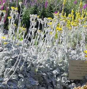 Tanacetum_densum_haradjanii