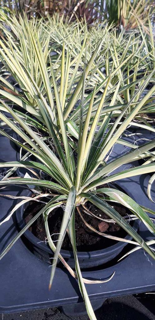 Yucca_filamentosa_color_guard