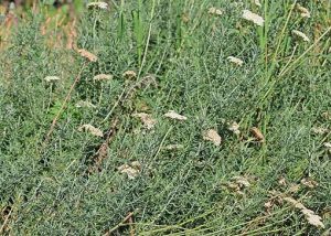 Achillea_crithmifolia
