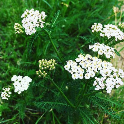 Achillea_millefolium
