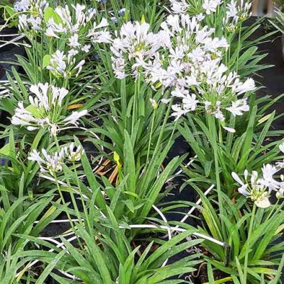 Agapanthus_Charlotte
