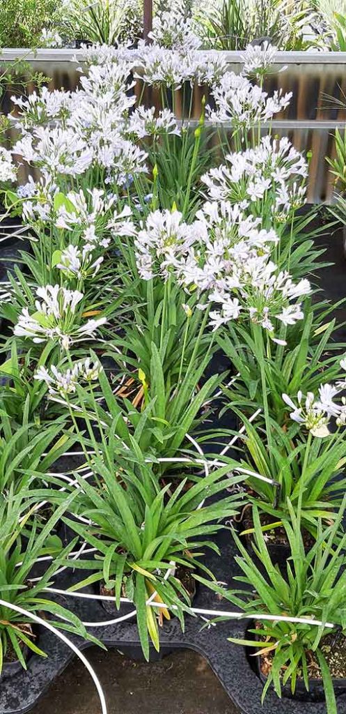 Agapanthus_Charlotte