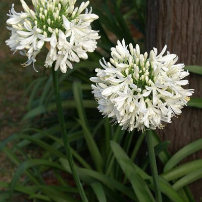 Agapanthus_africanus_albus
