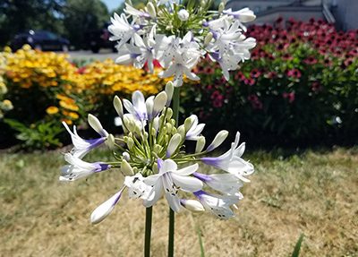 Agapanthus_twister
