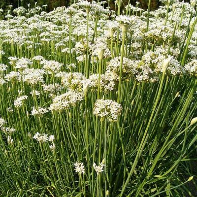 Allium_tuberosum