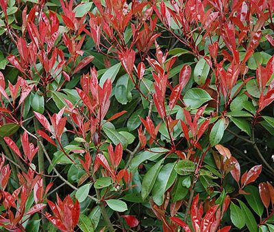 Photinia_fraseri_detail