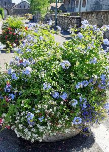 Plumbago_capensis_bac