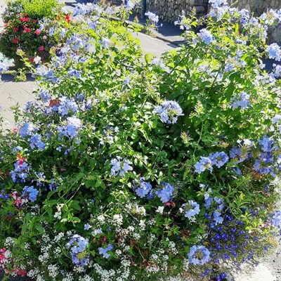 Plumbago_capensis_bac