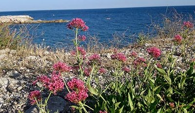 Centranthus_ruber_floraison_etat_naturel