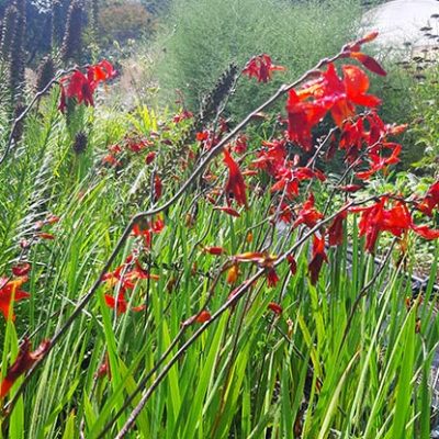 Crocosmia_babylone_pepiniere