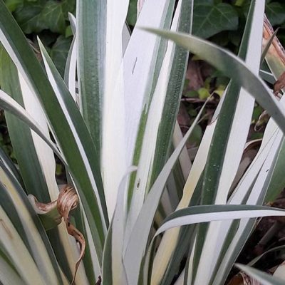 Iris_japonica_variegata