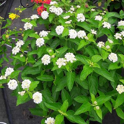 Lantana_camara_schneeflocke