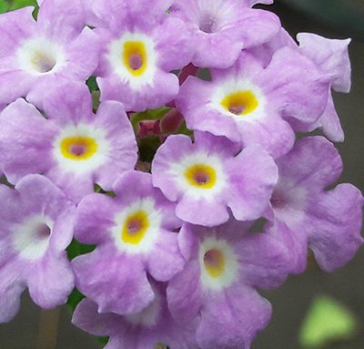 Lantana_sellowiana