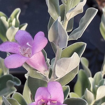 Leucophyllum_frutescens_fleur