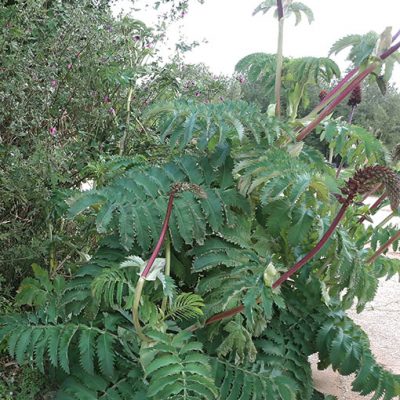 Melianthus_major_camping_paradis