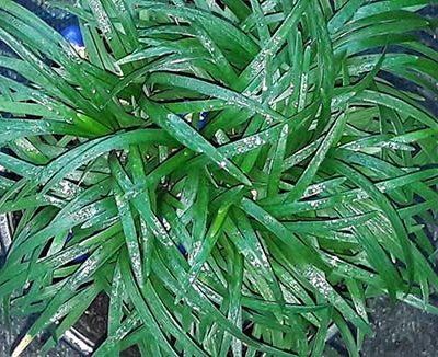 Ophiopogon_japonicus_minor