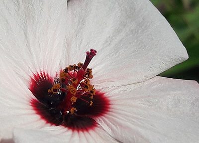 Pavonia_hastata_fleur