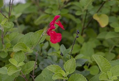 Salvia_orange_door