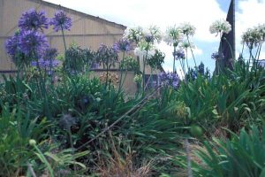 Agapanthus_africanus