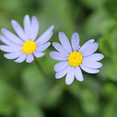 Felicia_amelloides_Agathea_fleur