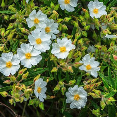 Cistus_monspeliensis