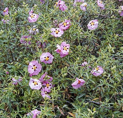 Cistus_x_purpureus