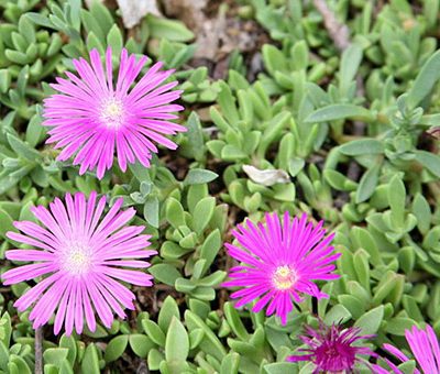 Delosperma_John_Profitt