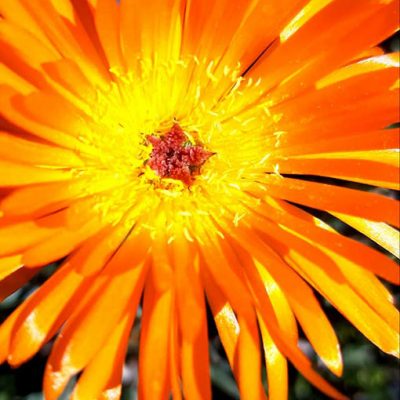 Lampranthus_aurantiacus_fleur