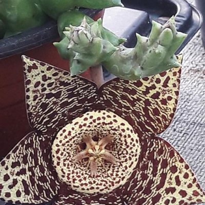 Orbea_variegata
