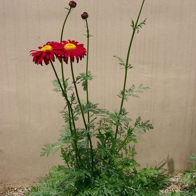 Tanacetum_coccineum_Robinson_Red