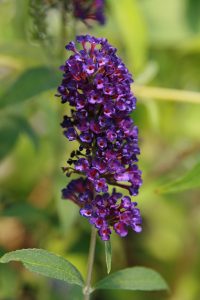 Buddleja_davidii_Black_Knight