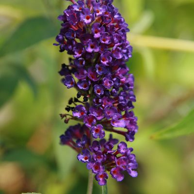 Buddleja_davidii_Black_Knight