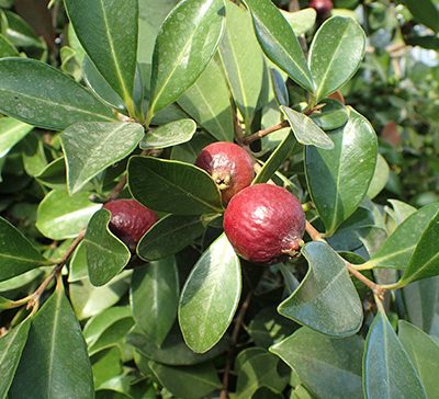 Psidium_cattleianum